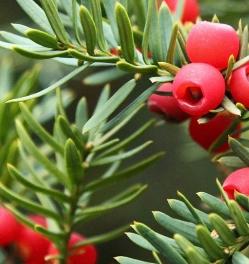 HOLIDAY Luxury Soy Candle